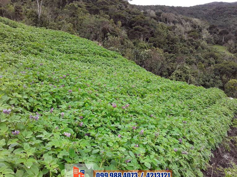T218 Terreno de venta 150 hectáreas sector las Juntas