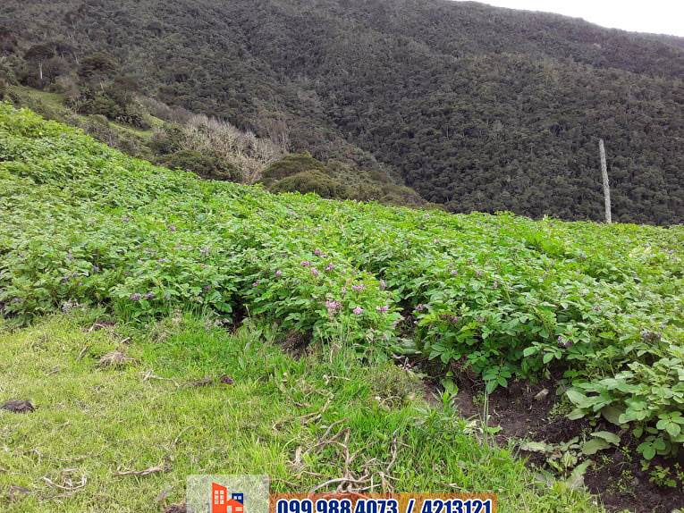 T218 Terreno de venta 150 hectáreas sector las Juntas